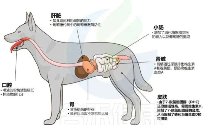狗狗便血原因 狗狗便血原因
