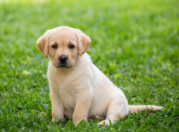 狗狗胰臟炎症狀