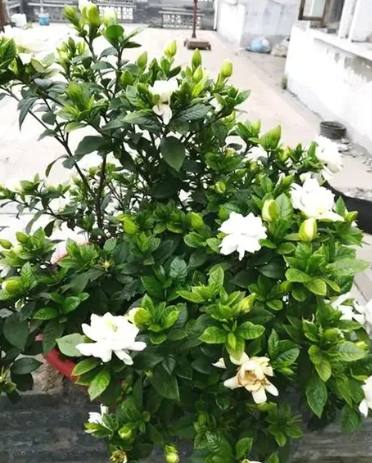 梔子花養護技巧