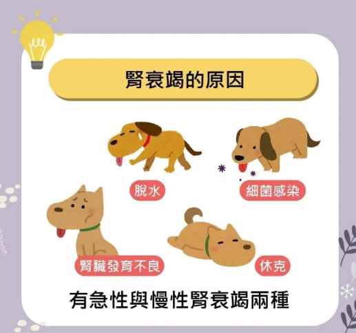 狗狗腎衰竭護理