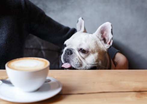 狗誤食咖啡渣處理 狗誤食咖啡渣處理