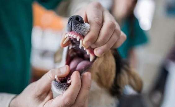 被狗咬處理 被狗咬處理