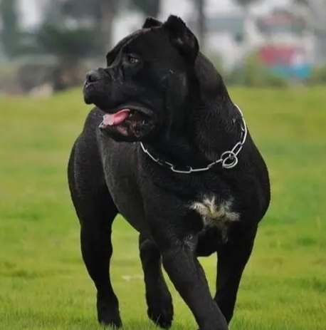 羅威納飼養 羅威納飼養