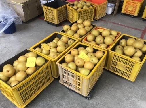 卓蘭特產水果 卓蘭特產水果