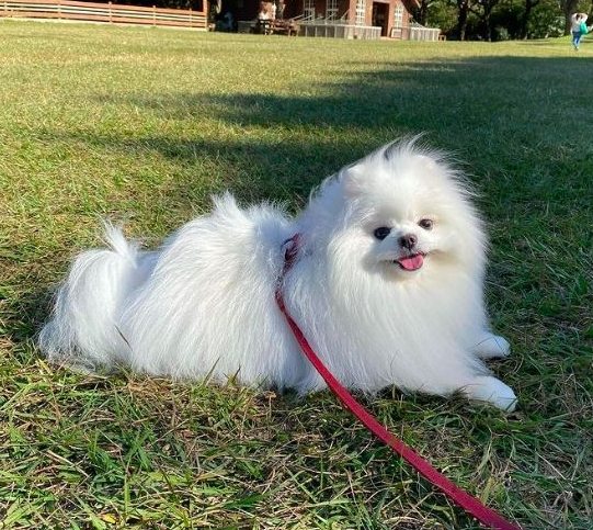 狗休克症狀 狗休克症狀