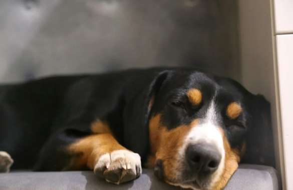 出血性腸胃炎治療