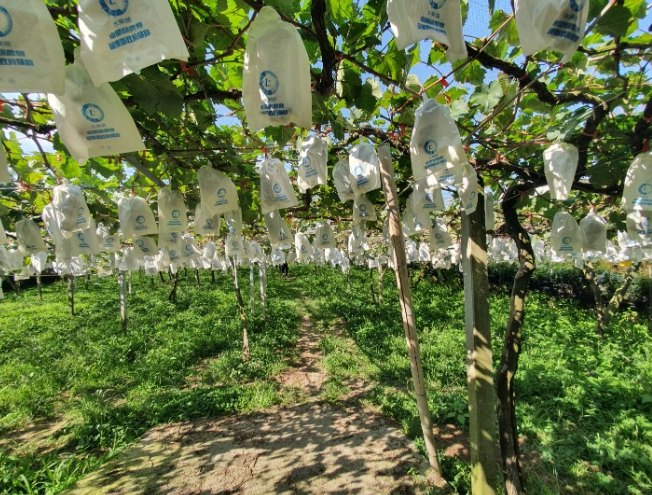 卓蘭水果季節 卓蘭水果季節