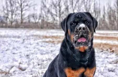 羅威納飼養 羅威納飼養