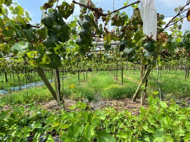 卓蘭水果推薦 卓蘭水果推薦