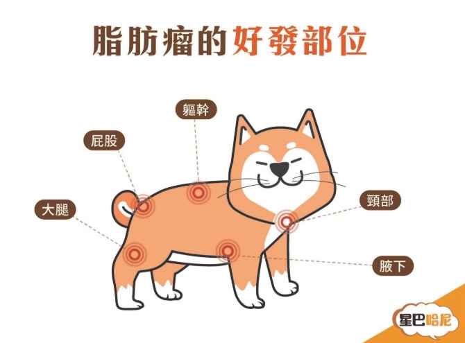 狗狗脂肪瘤治療 狗狗脂肪瘤治療