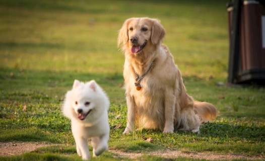狗狗腎衰竭飲食
