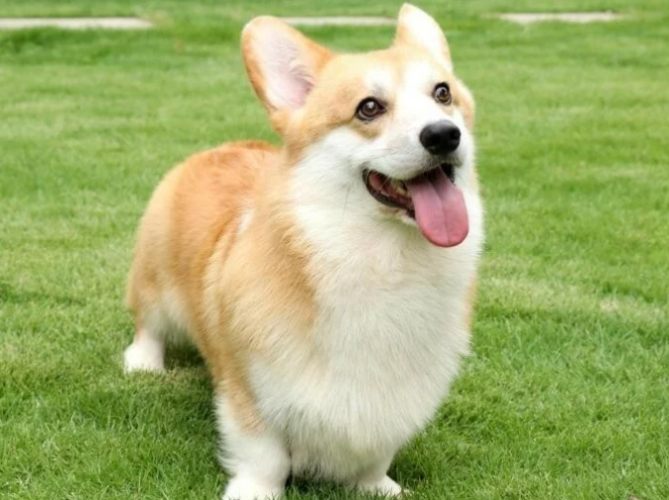 威尔士柯基犬性格