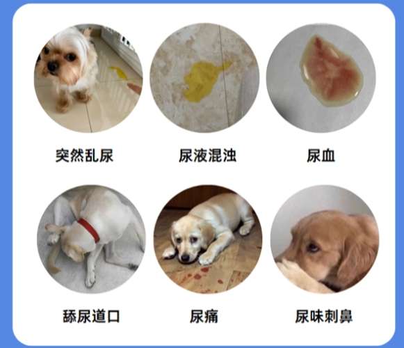 犬腎衰竭症狀