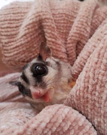 蜜袋鼯健康 蜜袋鼯健康