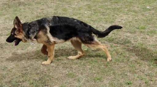 狗後腿無力治療