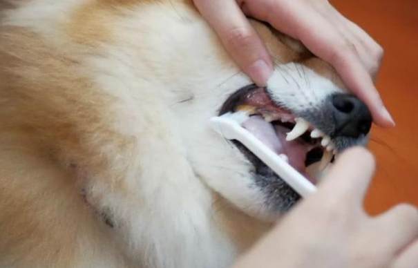 寵物護理 寵物護理