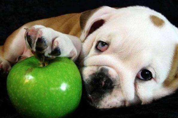 狗狗吃西洋梨 狗狗吃西洋梨