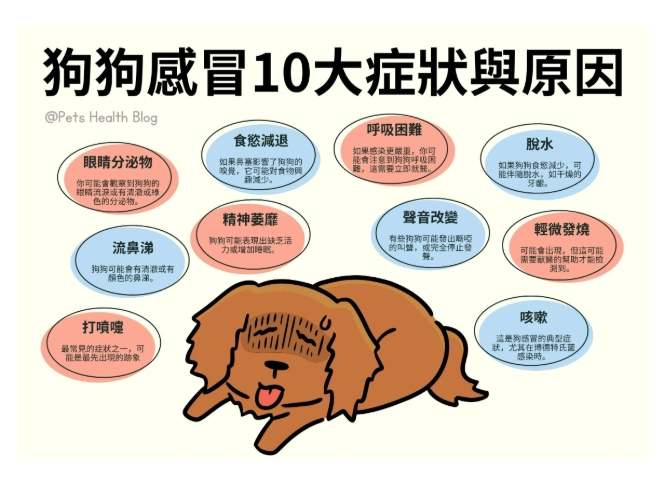 狗狗感冒症狀 狗狗感冒症狀