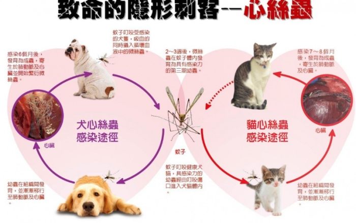 心絲蟲不治療後果 心絲蟲不治療後果