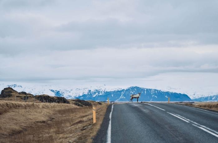 冰島路況查詢