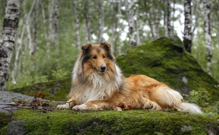 狗狗肺水腫 狗狗肺水腫