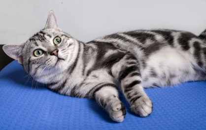 虎斑貓遺傳概率