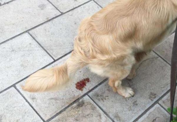 狗腸胃出血 狗腸胃出血