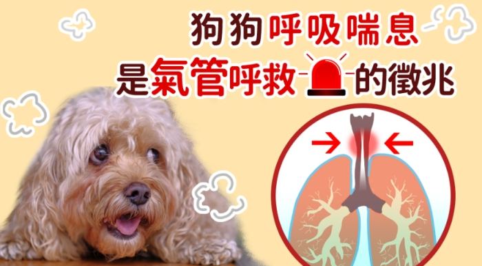 狗狗缺氧預防