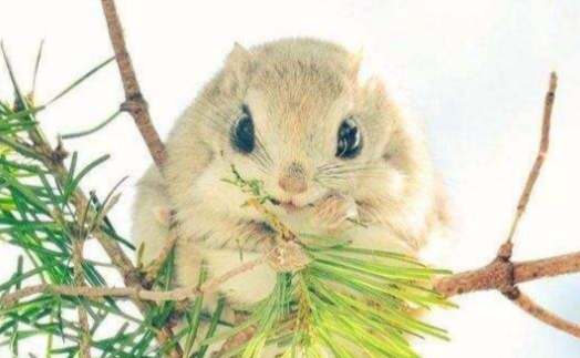 鼯鼠食物 鼯鼠食物