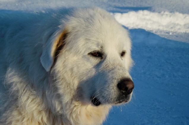 大型白狗飼養 大型白狗飼養