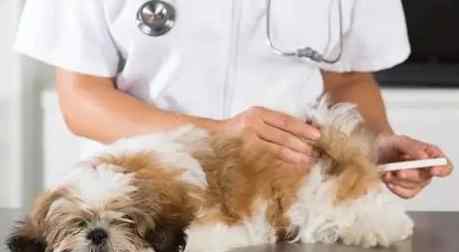 狗狗出血性腸胃炎