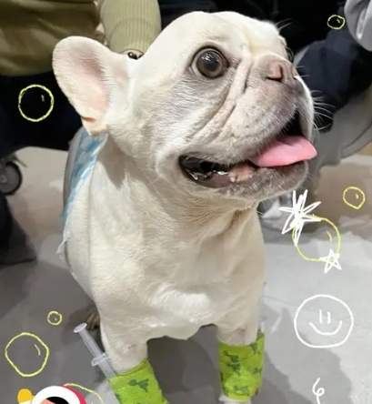 法鬥後腳發抖原因