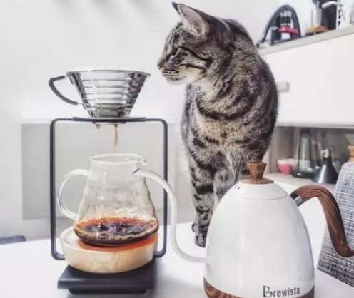 咖啡渣對狗有毒 咖啡渣對狗有毒