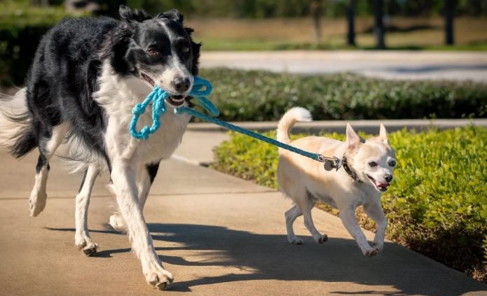 狗狗胰臟炎症狀
