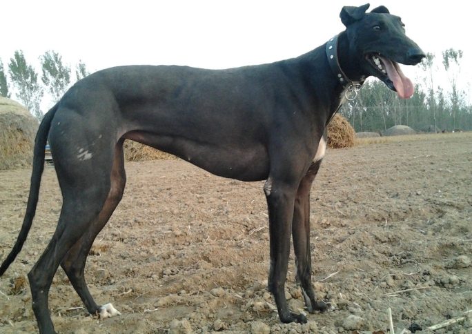 老年犬抽筋預防