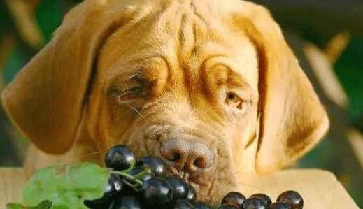 狗吃葡萄中毒 狗吃葡萄中毒