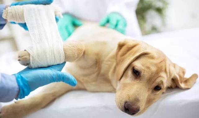 狗咬傷口清潔 狗咬傷口清潔