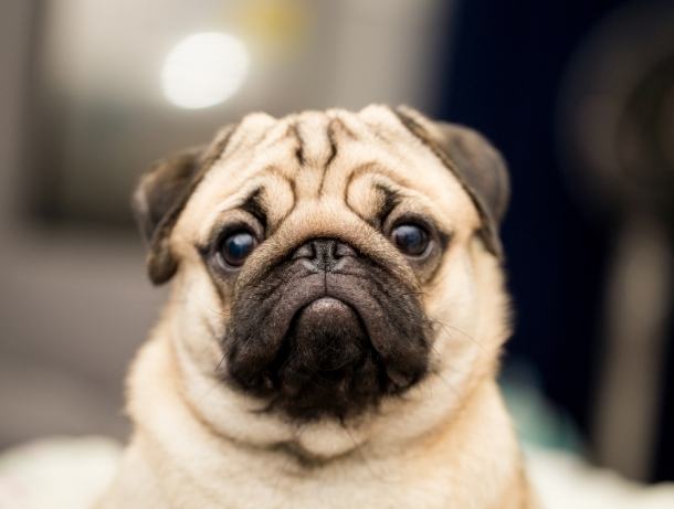 狗狗胰臟炎症狀