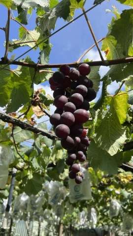 台灣水果特產 台灣水果特產