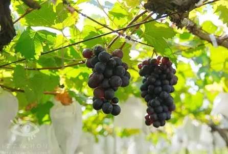 卓蘭水果季節 卓蘭水果季節