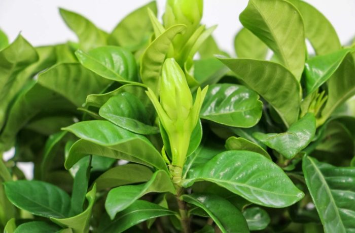 梔子花肥料選擇