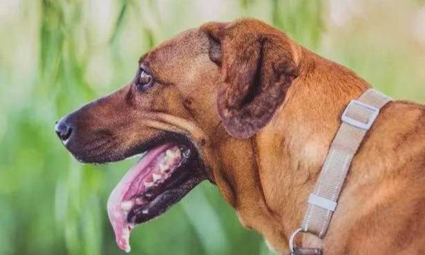 狗狗流口水 狗狗流口水