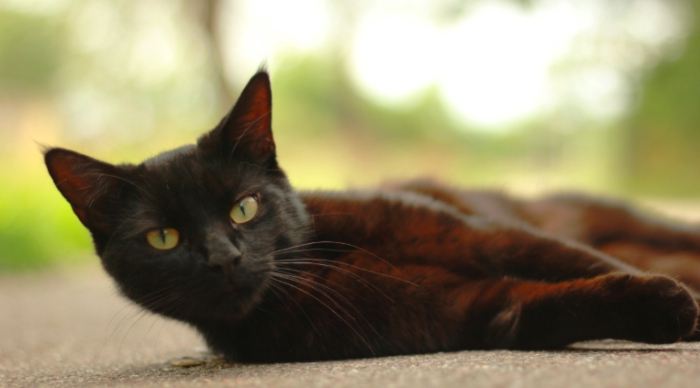 黑色虎斑貓繁殖