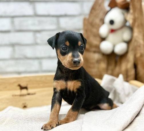 迷你狗品種價格 迷你狗品種價格