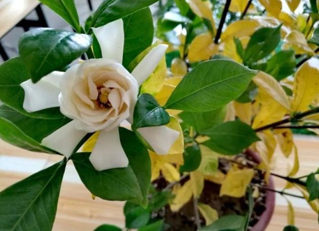 梔子花養護技巧