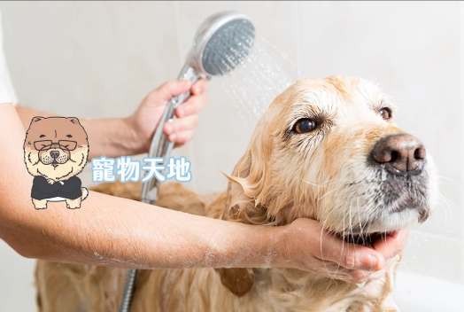 狗利尿劑推薦 狗利尿劑推薦