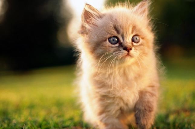 貓疥癬蟲預防 貓疥癬蟲預防