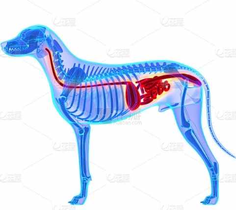 狗狗便血原因 狗狗便血原因
