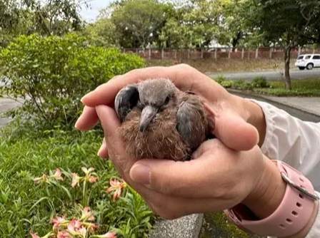 受傷鳥類處理 受傷鳥類處理