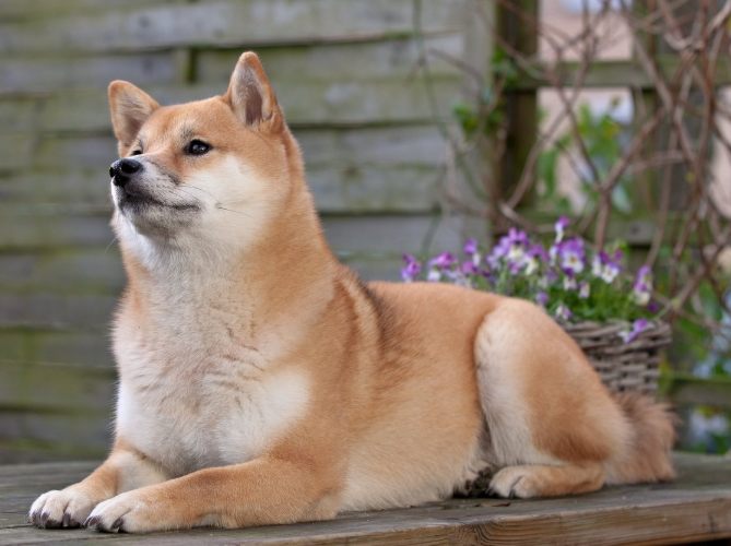 胰臟炎狗飲食 胰臟炎狗飲食